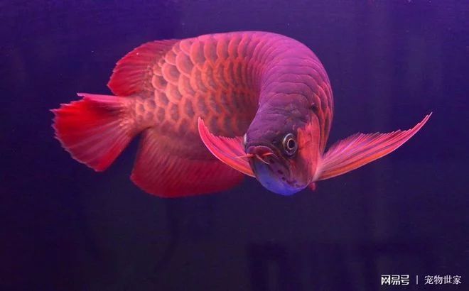 龍魚多久發色：龍魚多久發色，