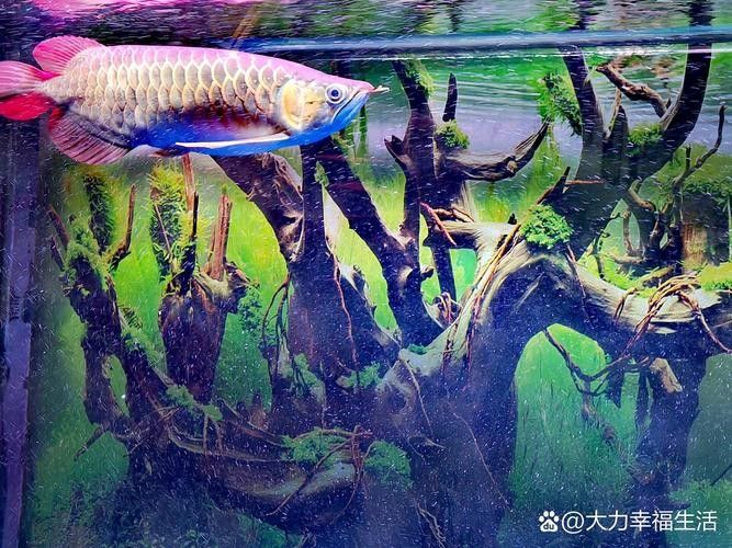 龍魚(yú)蒙眼的原因和治療方法圖片視頻大全