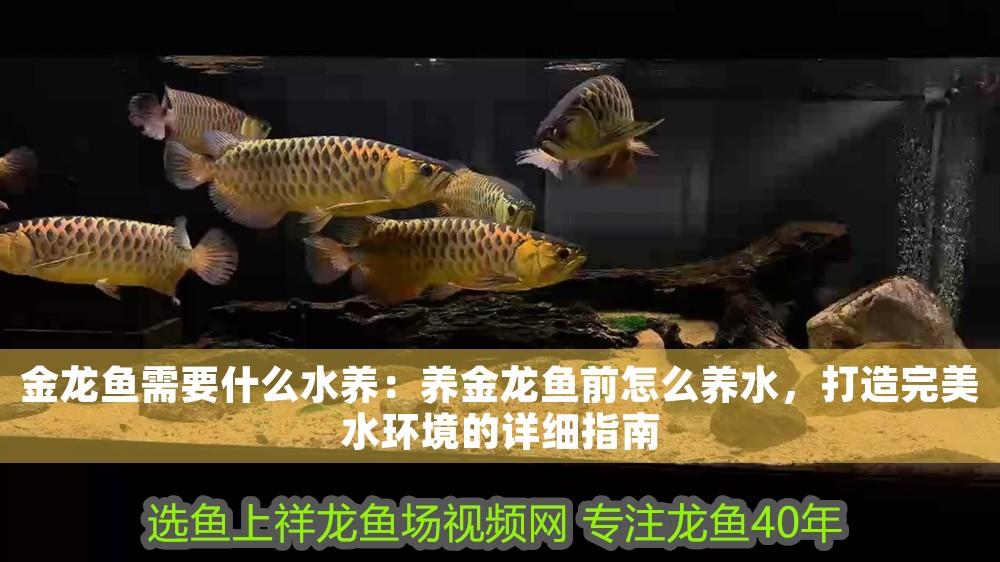 金龍魚需要什么水養(yǎng)：養(yǎng)金龍魚前怎么養(yǎng)水，打造完美水環(huán)境的詳細(xì)指南