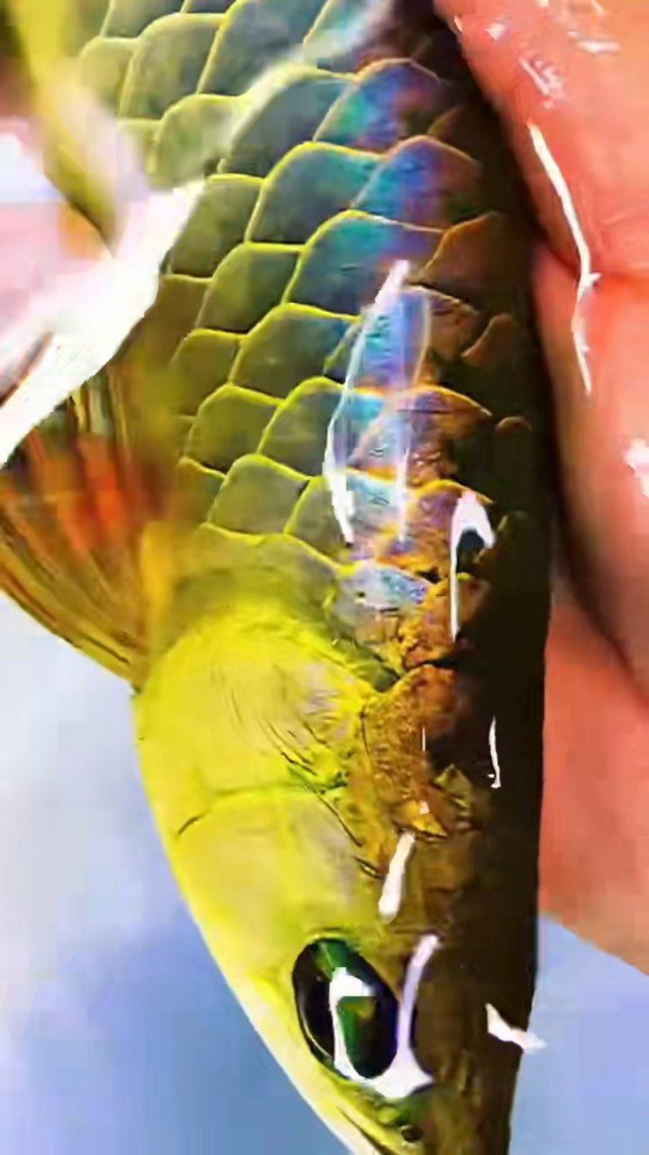 賽級古典龍魚是雜牌魚嗎