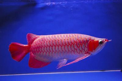 紅龍魚的寓意是什么：紅龍魚代表什么動物，