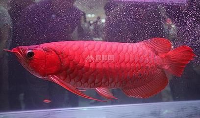 紅龍魚風水學說法是什么（家中養紅龍魚對風水有什么作用）
