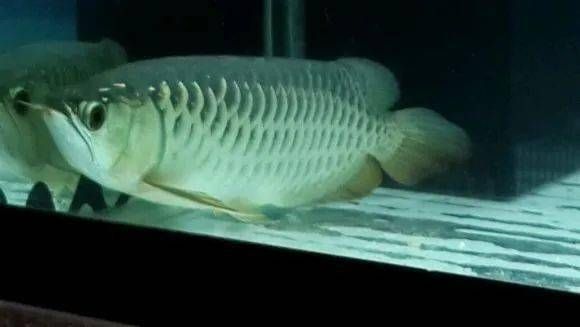 龍魚白天趴缸晚上游來游去：龍魚白天趴缸晚上游動可能是由于于以下幾個原因