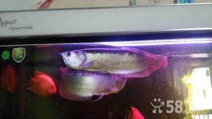 龍魚多久可以長到40：龍魚的壽命一般在幾年之間