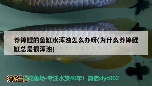 養錦鯉的魚缸水渾濁怎么辦呀(為什么養錦鯉缸總是很渾濁)
