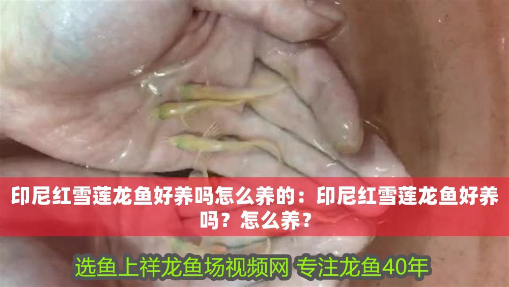 印尼紅雪蓮龍魚好養(yǎng)嗎怎么養(yǎng)的：印尼紅雪蓮龍魚好養(yǎng)嗎？怎么養(yǎng)？