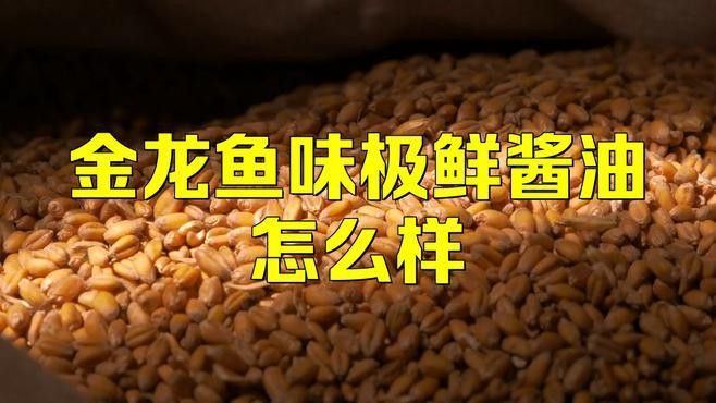 金龍魚調(diào)味品系列有哪些新品