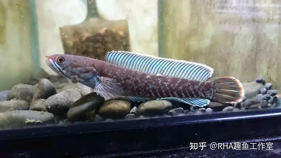 奶茶雷龍魚怎么養(yǎng)發(fā)色好看：奶茶雷龍魚的飼養(yǎng)方法