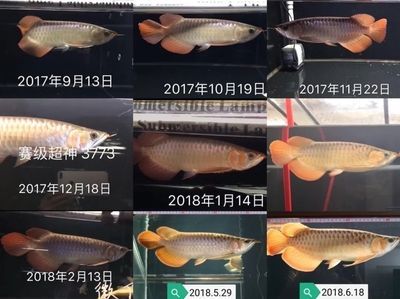 賽級超神紅龍是一種高品質(zhì)的觀賞魚類：賽級超神紅龍怎么打