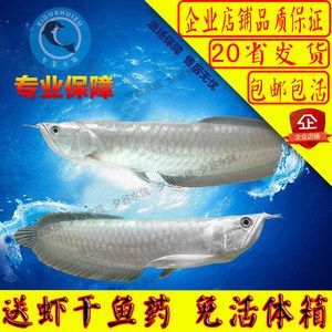 金龍魚魚苗多少錢一條？：金龍魚魚苗價格根據品種和規格有所不同，寶石金龍魚魚苗價格