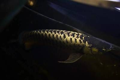 龍魚鱗片發(fā)黑是由于多種原因引起的，龍魚鱗片發(fā)黑的原因是什么：龍魚鱗片發(fā)黑怎么辦