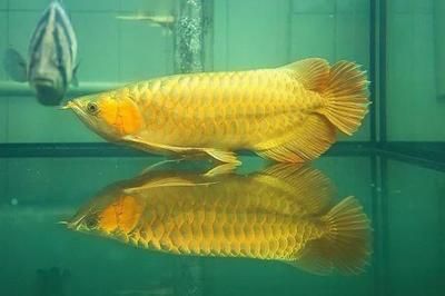 金龍魚魚類的來歷和寓意介紹：金龍魚在風水學中具有鎮宅化煞之寶的寓意和寓意介紹