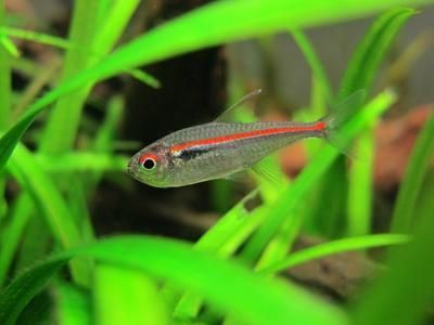 廣州哪里買龍魚最便宜的：廣州哪里買龍魚最便宜？全面解析龍魚購買攻略