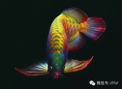 龍魚之所以被稱為“龍魚”，是因為它們在外形上與龍相似：龍魚為什么被稱為“龍魚”呢？