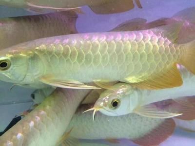 龍魚之所以被稱為“龍魚”，是因為它們在外形上與龍相似：龍魚為什么被稱為“龍魚”呢？