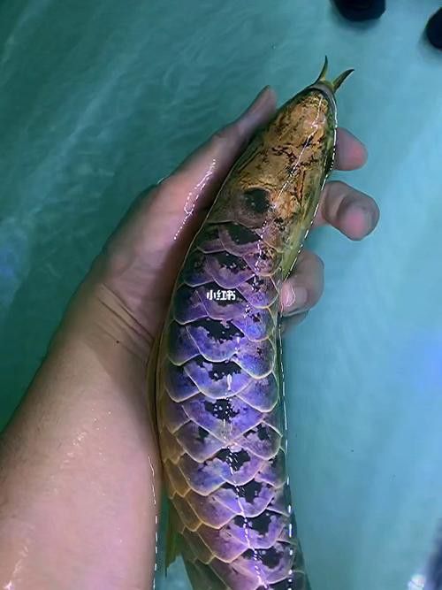 金龍魚藍(lán)色背景圖