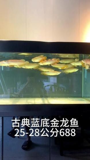 金龍魚藍(lán)色背景圖