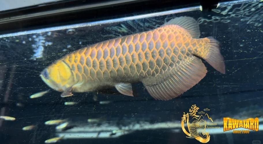 金龍魚藍(lán)色背景圖