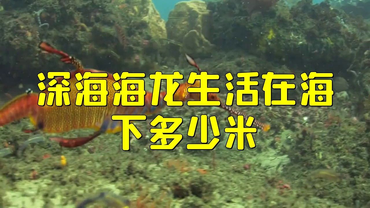 深海龍魚的圖片大全大圖