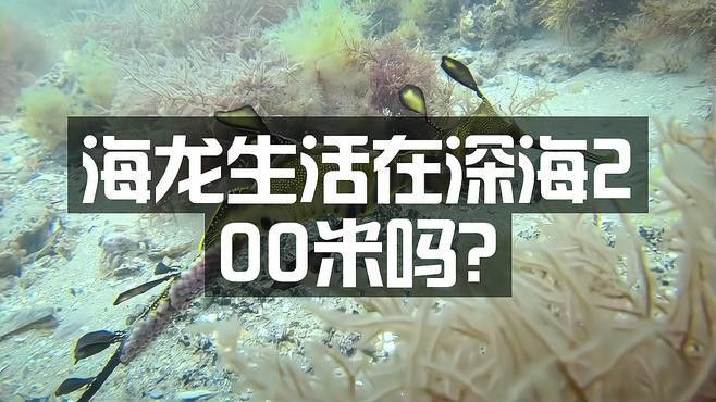 深海龍魚的圖片大全大圖