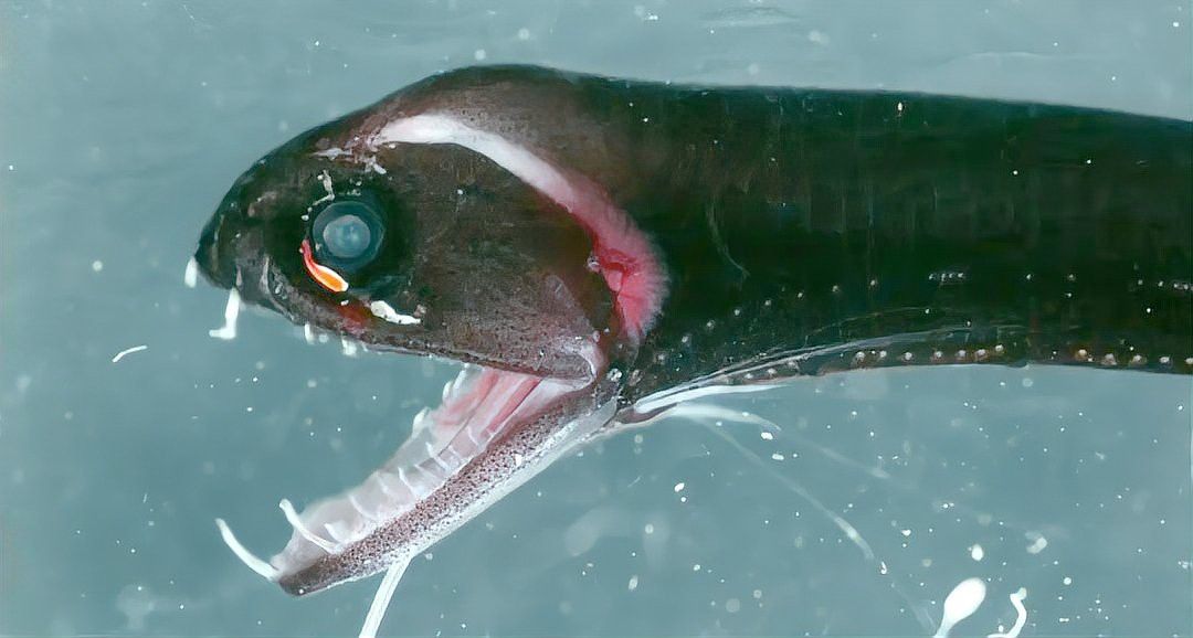 深海龍魚的圖片大全大圖