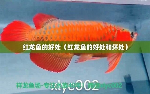 紅龍魚(yú)的好處與壞處是什么呢（紅龍魚(yú)與其他魚(yú)種混養(yǎng)指南，如何降低紅龍魚(yú)飼養(yǎng)成本？）