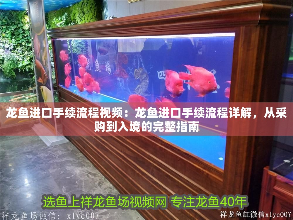龍魚進口手續流程視頻：龍魚進口手續流程詳解，從采購到入境的完整指南