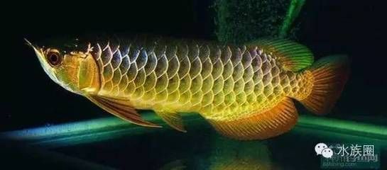 龍魚中毒后怎么救活：龍魚中毒后的急救方法