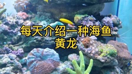 黃龍海水魚患病后如何隔離？