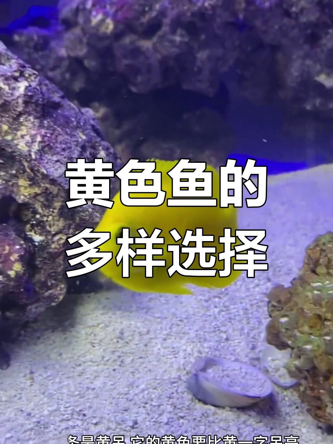 黃龍海水魚患病后如何隔離？