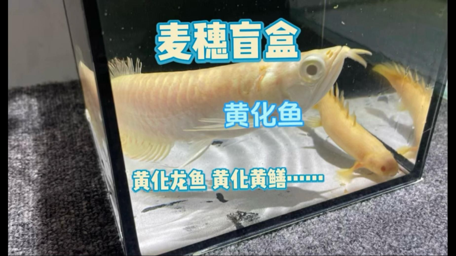 黃龍海水魚患病后如何隔離？
