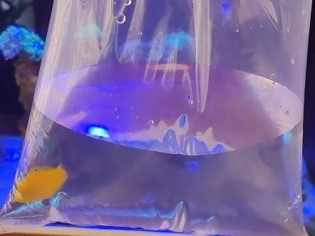 黃龍海水魚患病后如何隔離？