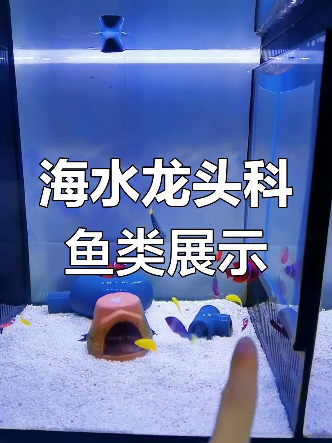 黃龍海水魚患病后如何隔離？