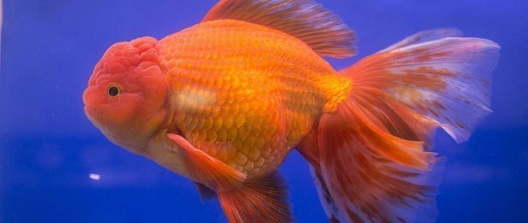 黃龍海水魚患病后如何隔離？