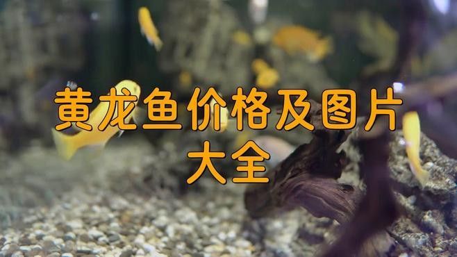黃龍海水魚患病后如何隔離？