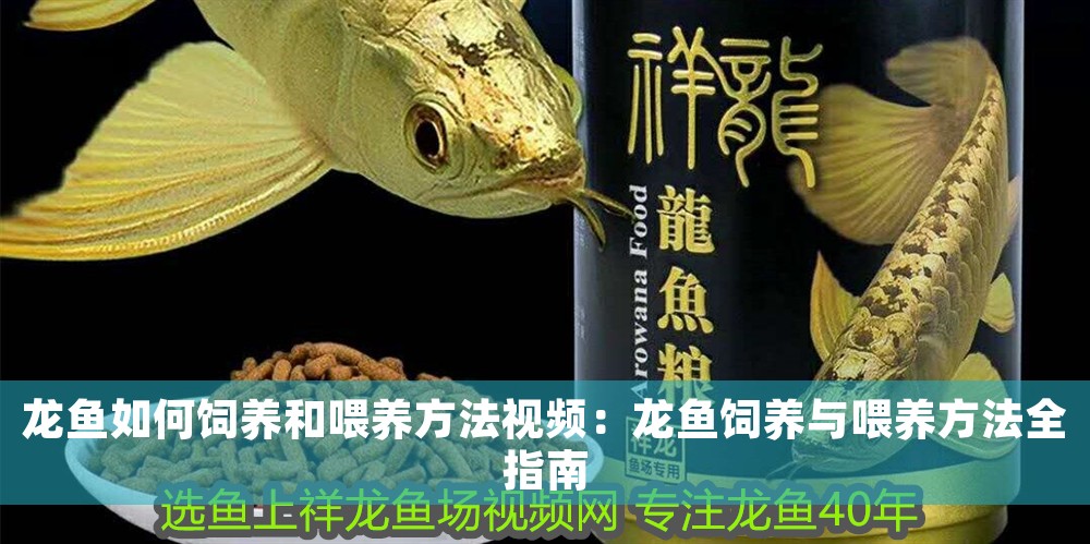 龍魚如何飼養和喂養方法視頻：龍魚飼養與喂養方法全指南