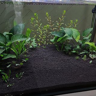 紅龍魚40公分不紅：紅龍魚30公分不發色怎么辦？全面解析原因與解決方案