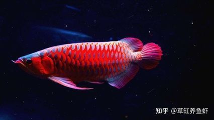 家里養紅龍還是金龍好