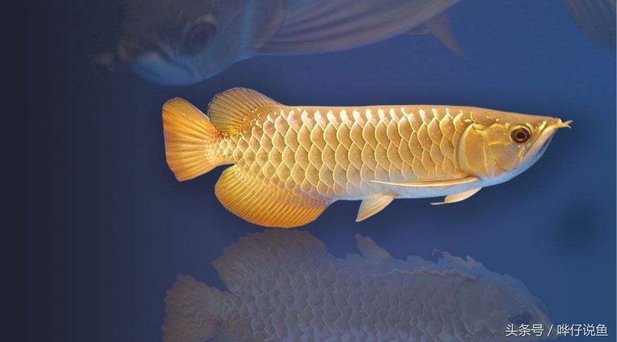 最美金龍魚：最美的金龍魚不僅僅是外表上的美麗