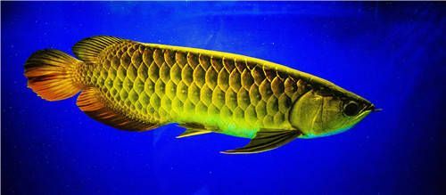 最美金龍魚：最美的金龍魚不僅僅是外表上的美麗