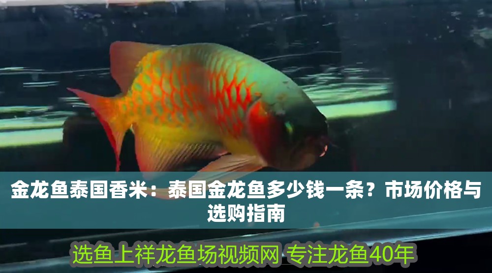 金龍魚泰國香米：泰國金龍魚多少錢一條？市場價格與選購指南