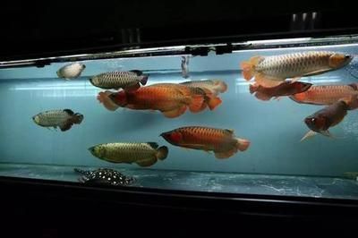 龍魚害怕黑色魚嗎為什么：龍魚對不同顏色的本能反應