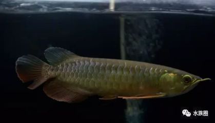 龍魚害怕黑色魚嗎為什么：龍魚對不同顏色的本能反應