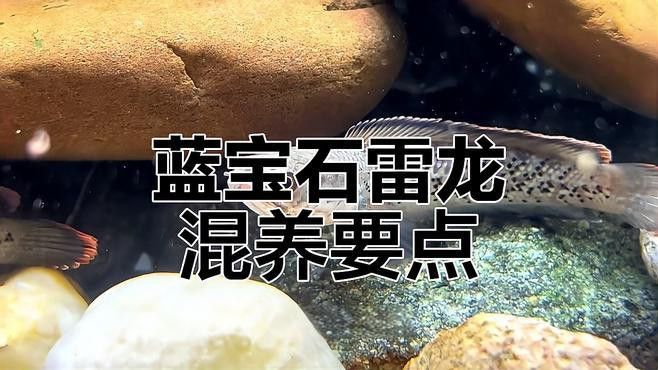 什么魚可以和雷龍魚混養呢