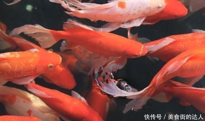 紅龍魚這幾天不吃怎么回事呀（紅龍魚不吃東西怎么辦）