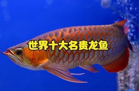 十大名貴龍魚