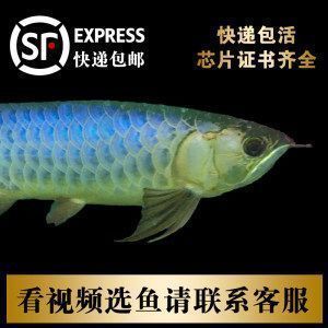 龍魚總撞魚缸是咋了：如何判斷龍魚是否受驚,龍魚混養的注意事項