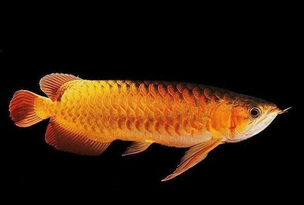 龍魚總撞魚缸是咋了：如何判斷龍魚是否受驚,龍魚混養的注意事項