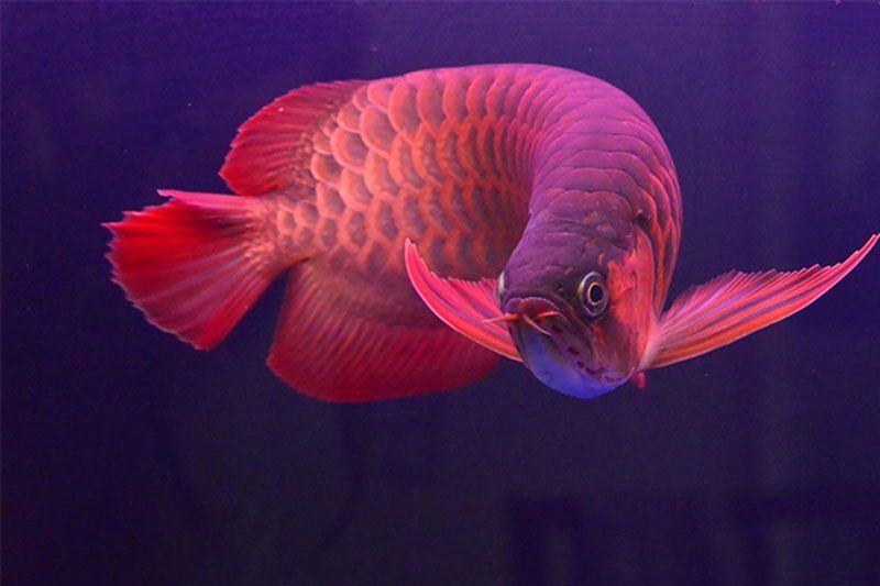 紅龍魚是橙紅色（紅龍魚的一些品種及其特點） 紅龍魚是橙紅色（紅龍魚的一些品種及其特點） 龍魚百科 第6張