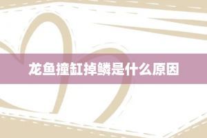 龍魚撞缸掉鱗需要多長時間能好